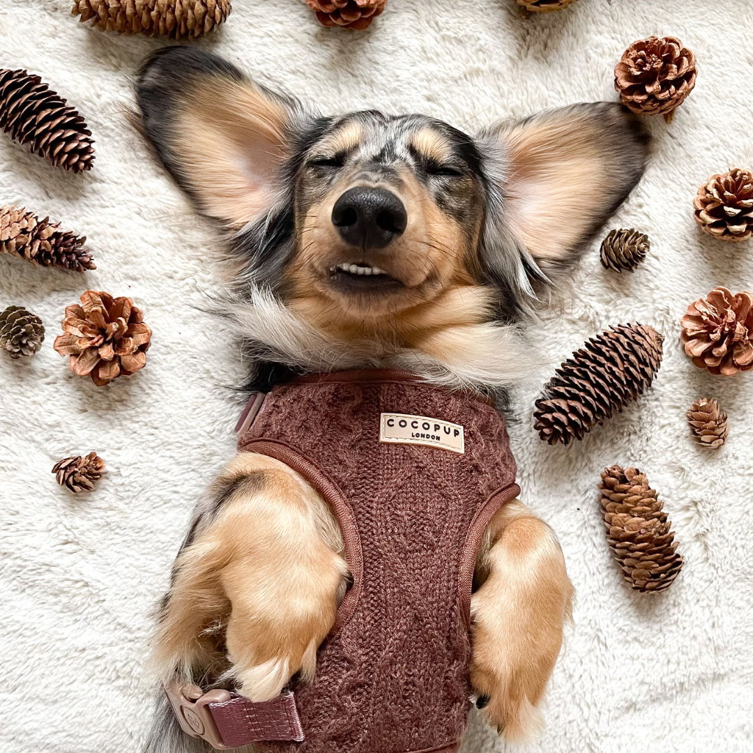 Cable Knit Dog Harnesses