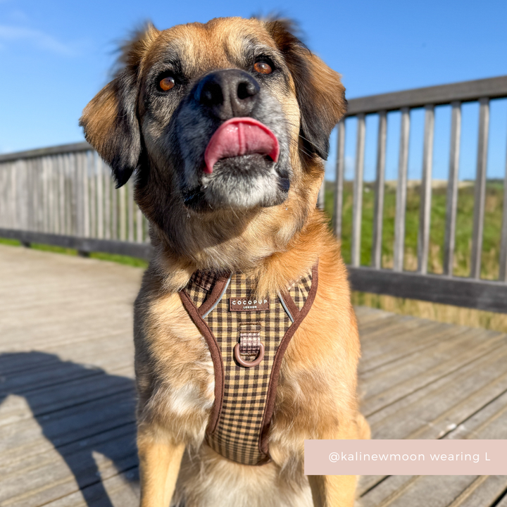 Explore Harness - Cotswold Check