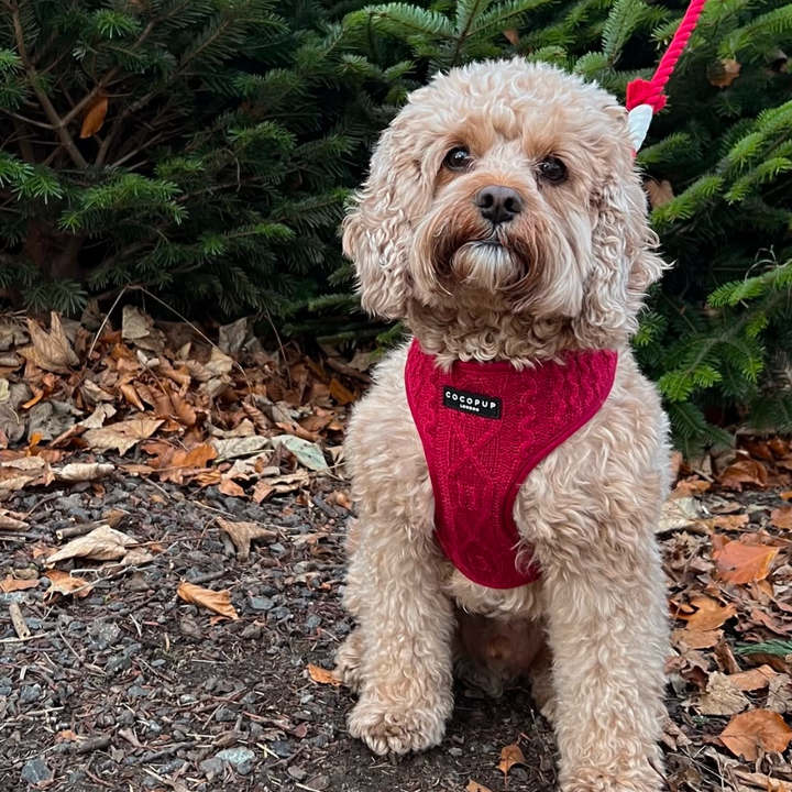 Cable Knit Jumper Adjustable Neck Harness - Mulled Pup Wine