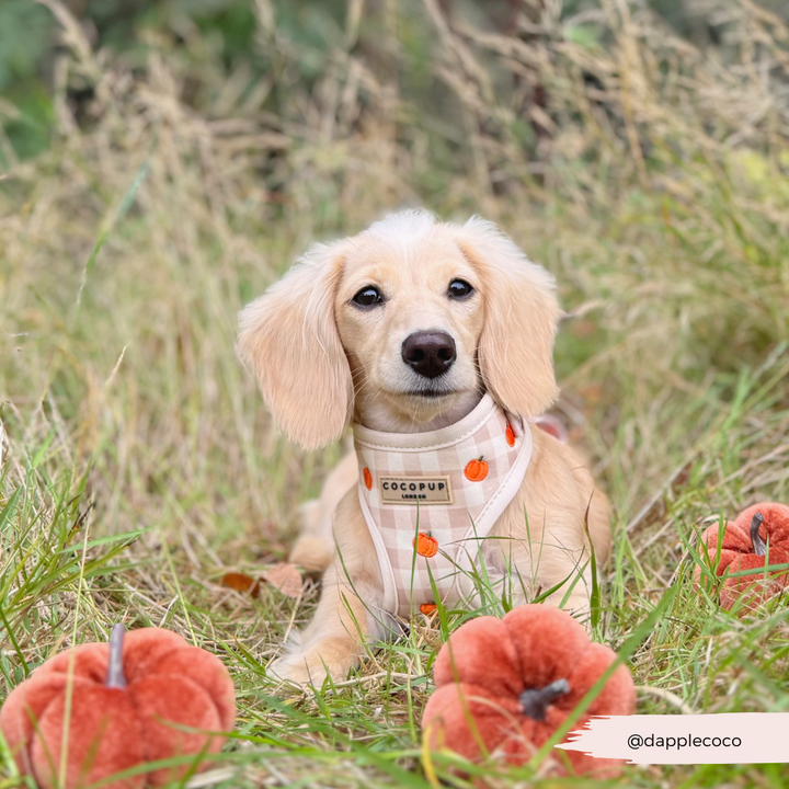 Pumpkin Patch Adjustable Neck HARNESS