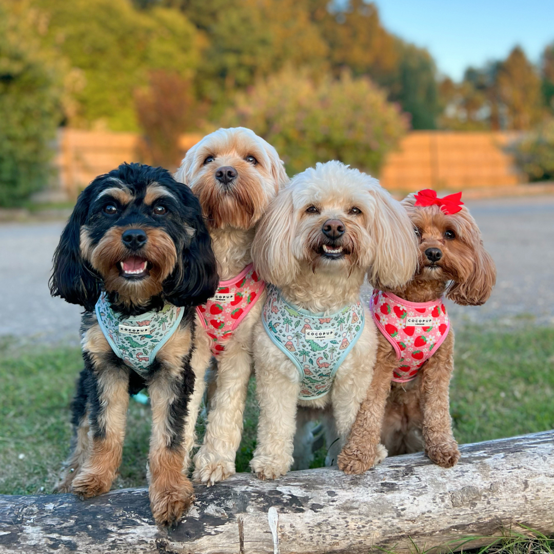 Pupberry Fields Adjustable Neck Harness