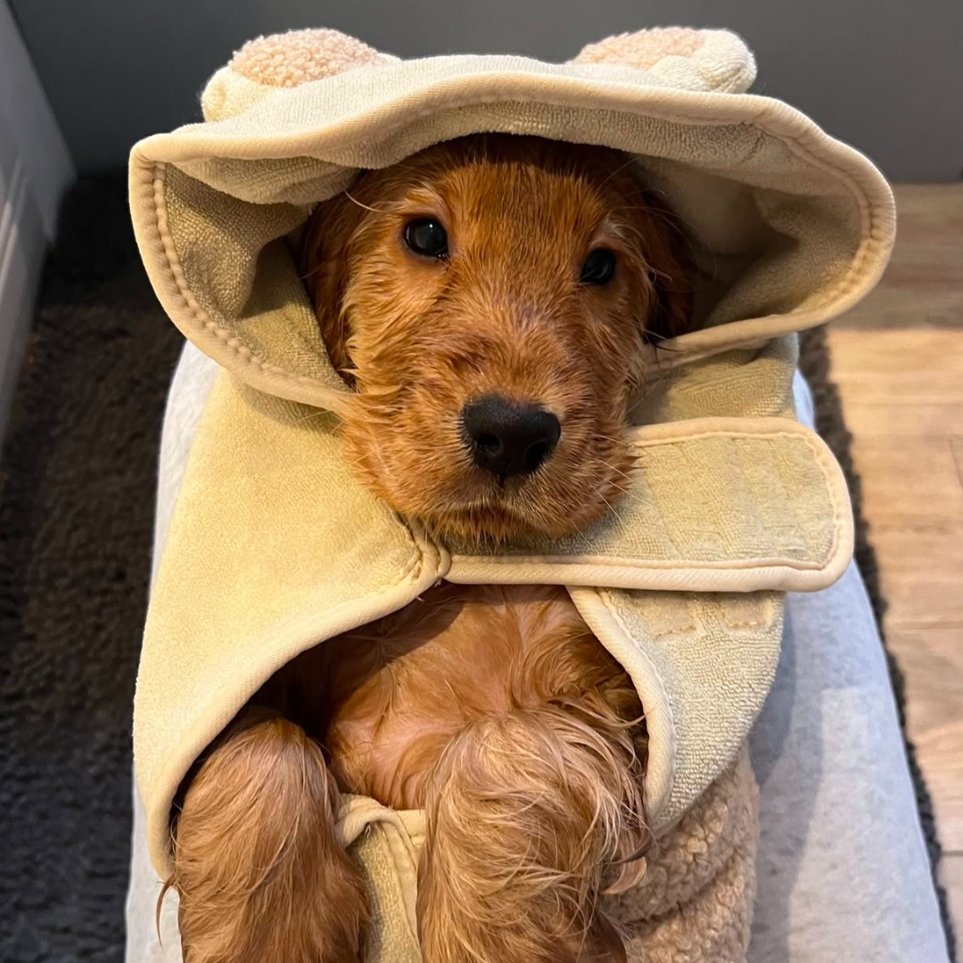 Teddy Drying Robe