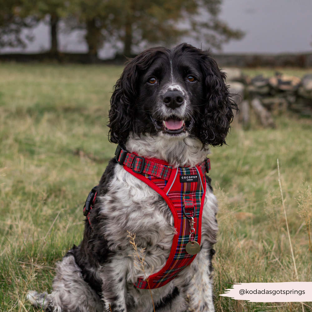 Explore Harness - Tartan