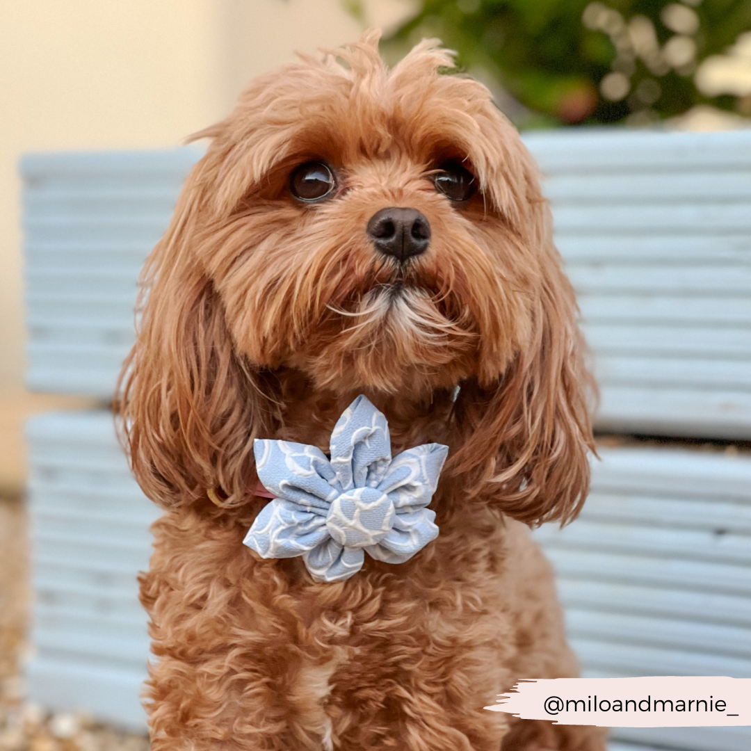 LUXE Baby Blue Flower Collar Flower