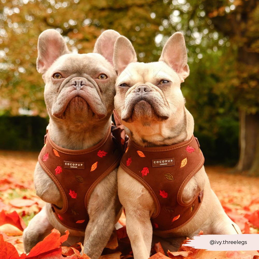 Pawtumn Leaves Adjustable Neck Harness, Lead & Collar Bundle