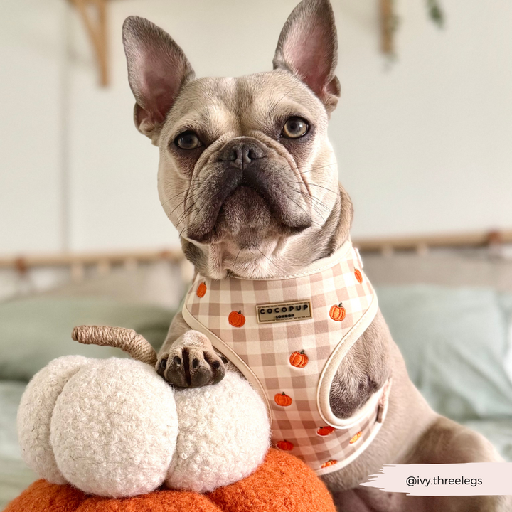Pumpkin Patch Adjustable Neck HARNESS