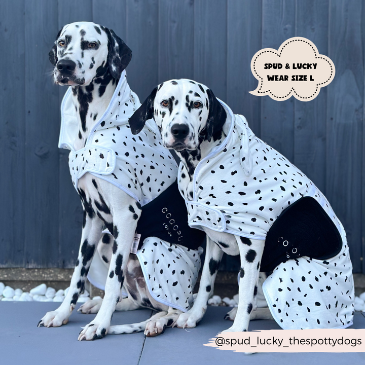 Two Dalmatians wearing white and black spotted Dalmatian Drying Robes from Cocopup London pose together in front of a dark gray wall. A cloud-shaped text bubble reads, "Spud & Lucky wear size L." Their Instagram handle, @spud_lucky_thespottydogs, is written at the bottom right corner.