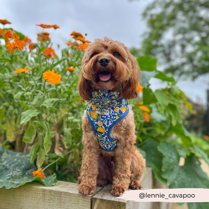 Amalfi Lemon Collar Flower