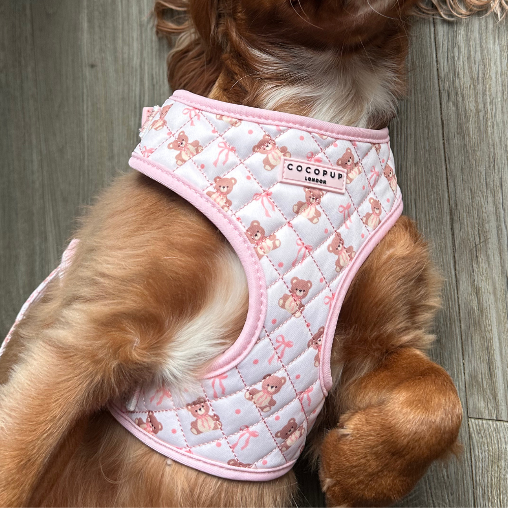 Quilted Thea Teddy Adjustable Neck Harness, Lead & Collar Bundle