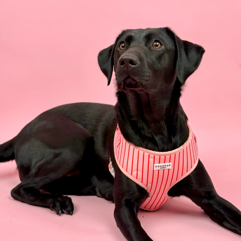 Candy Stripe Adjustable Neck Harness, Lead & Collar Bundle