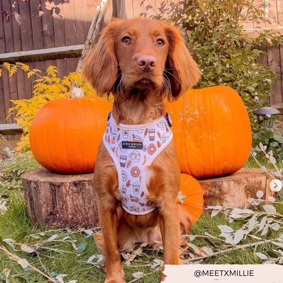 A brown dog sits calmly outdoors in front of large pumpkins, wearing the white Autumn Puppuccino Adjustable Neck Harness with colorful designs from Cocopup London. The background includes a wooden fence, yellow leaves, and a tree stump. The Instagram handle "@MEETXMILLIE" is displayed in the bottom corner, celebrating the Autumn Puppuccino Adjustable Neck Harness, Lead & Collar Bundle.