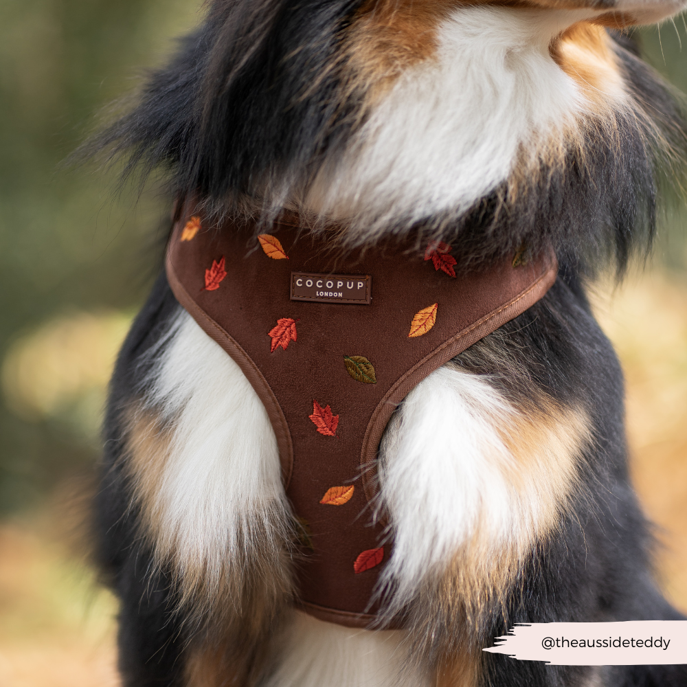 Pawtumn Leaves Adjustable Neck Harness, Lead & Collar Bundle