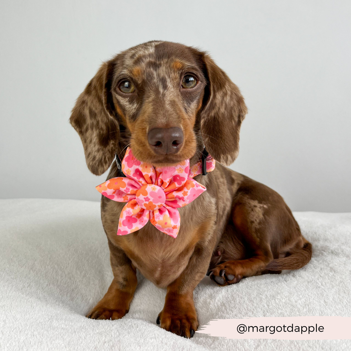 Summer Bloom Collar Flower