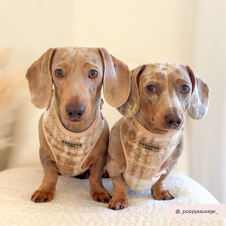 Highland Fleece Adjustable Neck Harness, Lead & Collar Bundle - Oatmeal