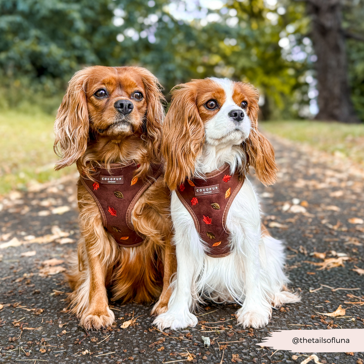 Pawtumn Leaves Adjustable Neck Harness, Lead & Collar Bundle