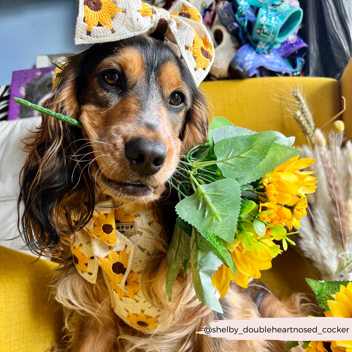 A cute brown dog with long ears sits on a yellow chair, adorned with a sunflower-patterned bow and sporting the stylish "Sunflower Patch Adjustable Neck Harness" by Cocopup London. The dog holds a bouquet of sunflowers in its mouth. Behind, there are other colorful items. The Instagram handle "@shelby_doubleheartnosed_cocker" is at the bottom right.