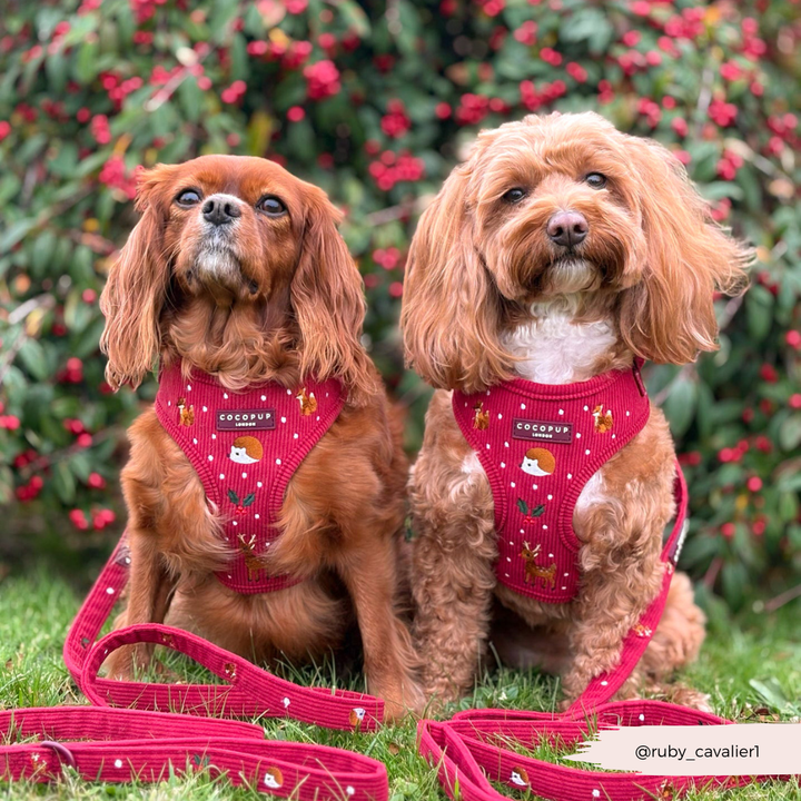 Holly Jolly Trails Adjustable Neck Harness, Lead & Collar Bundle