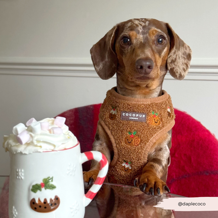 Festive Pudding Pup Adjustable Neck Harness, Lead & Collar Bundle