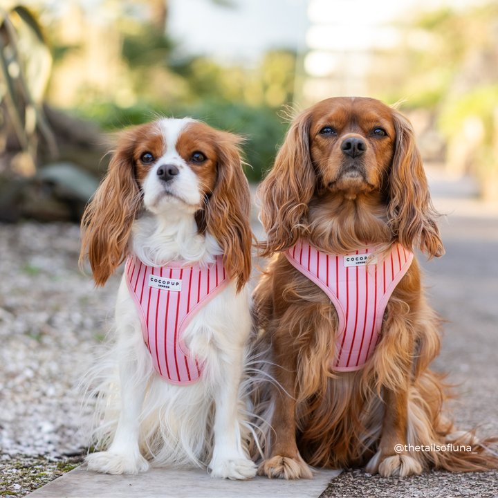 Candy Stripe Adjustable Neck Harness, Lead & Collar Bundle
