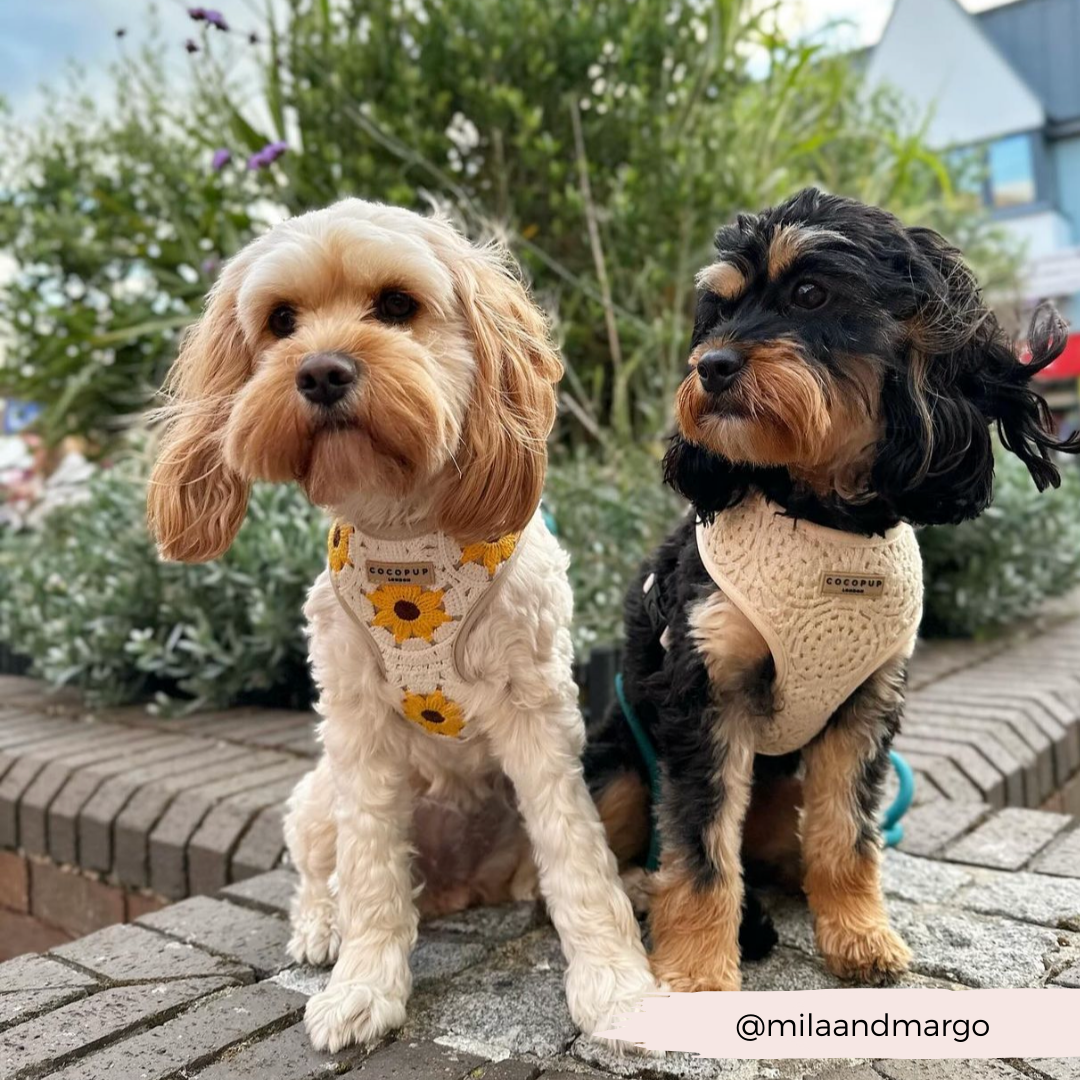 Two small dogs, one with light brown fur and the other with black and tan fur, sit on a brick wall. Both wear Cocopup London harnesses from the Sunflower Patch Adjustable Neck Harness, Lead & Collar Bundle collection, with the lighter dog in a sunflower-patterned harness and the darker dog in a cream-colored one. The scene is perfect for dog walks, with a garden and building in the background.