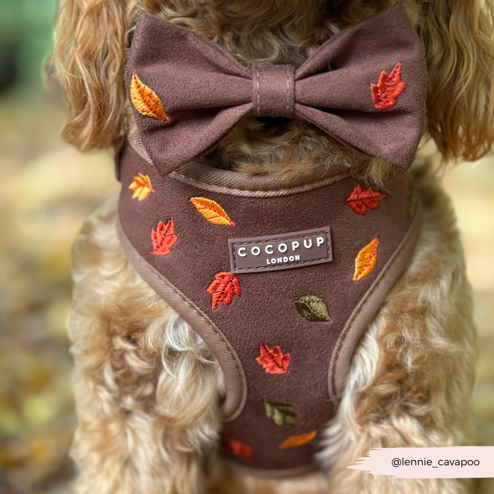 Pawtumn Leaves Adjustable Neck Harness, Lead & Collar Bundle