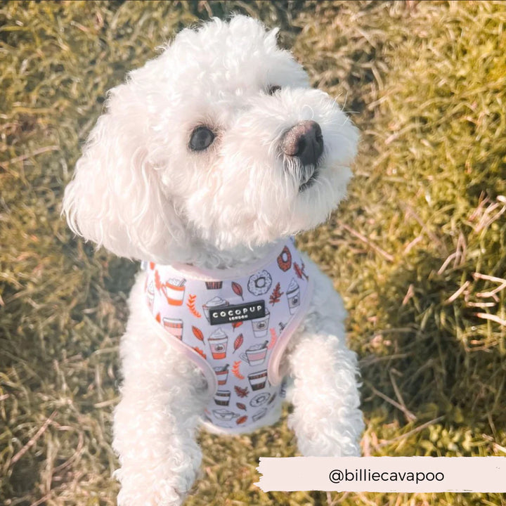 A small white dog with curly fur stands on its hind legs on grass, showcasing its Autumn Puppuccino Adjustable Neck Harness, Lead & Collar Bundle from Cocopup London. The dog's head is tilted slightly upward. The Instagram handle @billiecavapoo is written at the bottom right of the image.