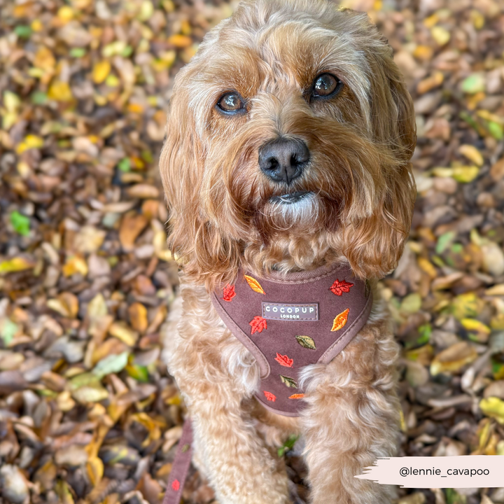 Pawtumn Leaves Adjustable Neck Harness, Lead & Collar Bundle
