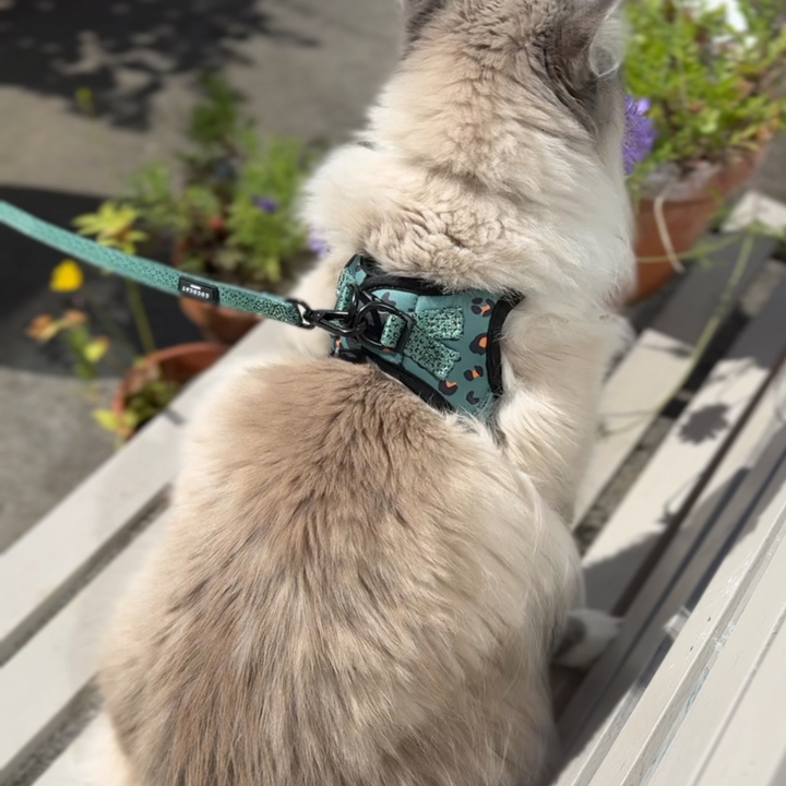 Cat Harness, Lead and Collar Bundle - Khaki Leopard