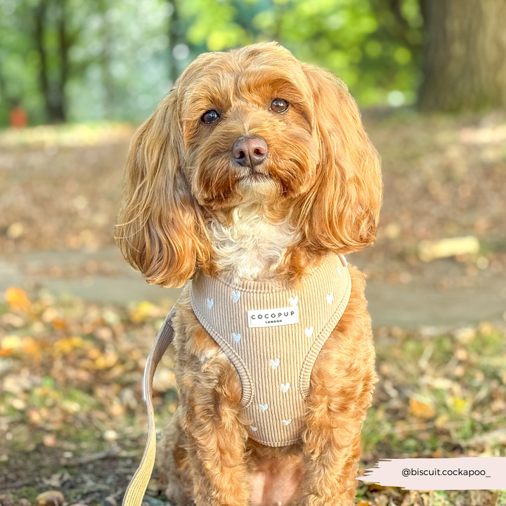 Chai Hearts Adjustable Neck Harness, Lead & Collar Bundle