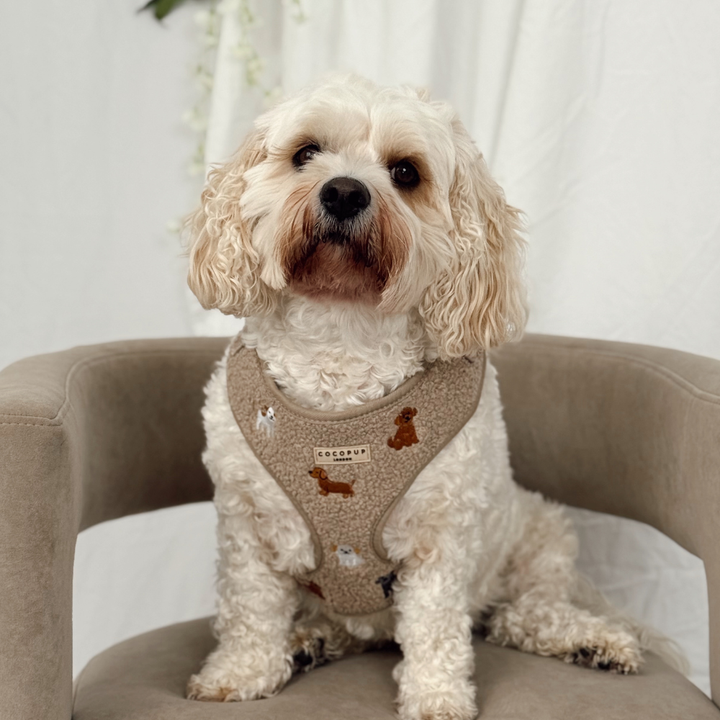 Ralph & Friends Mocha Teddy Adjustable Neck Harness, Lead & Collar Bundle