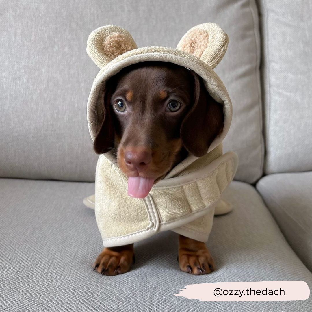 A cute brown dachshund puppy, @ozzy.thedach, playfully sits on a gray couch wearing an adorable bear costume with ears and a hood. The puppy has its tongue out, exuding playful energy. Nearby, a Teddy Drying Robe from Cocopup London is draped for any drying needs.