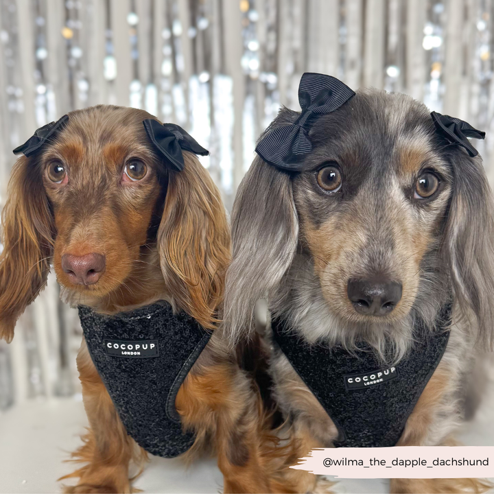 Limited Edition Sparkle Season Black Adjustable Neck HARNESS