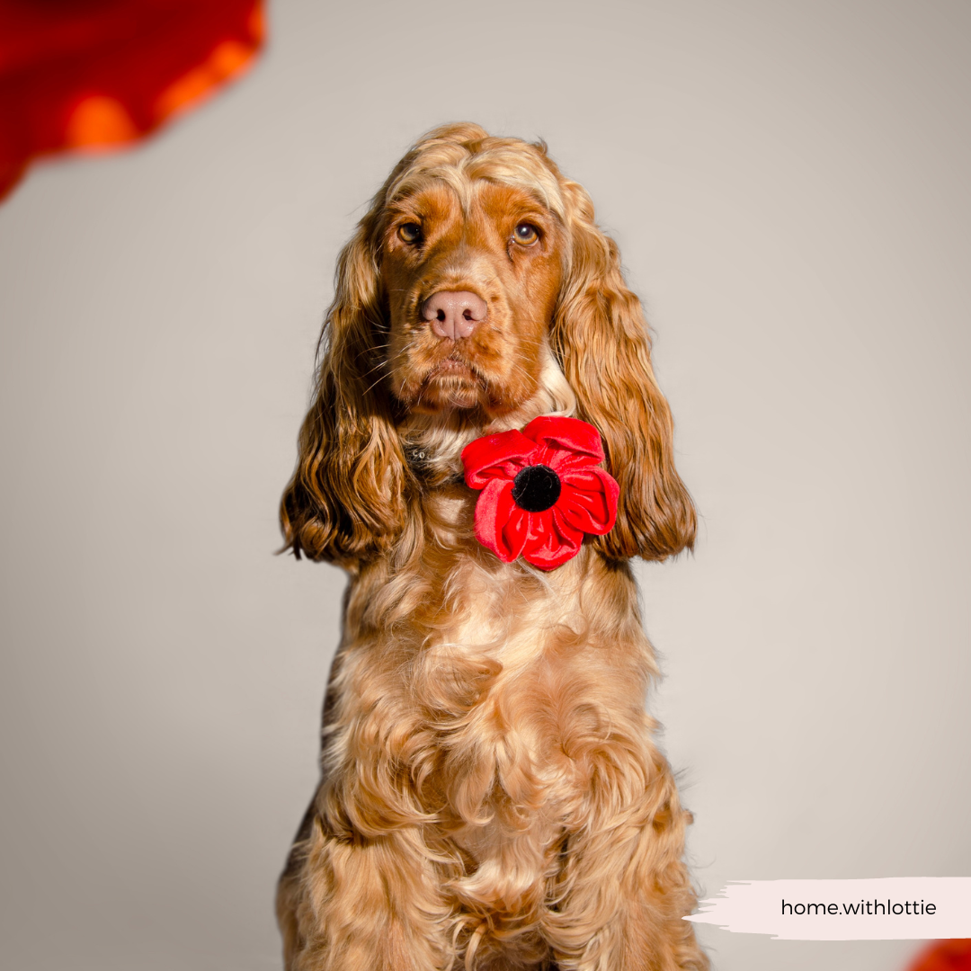 Poppy Collar Flower