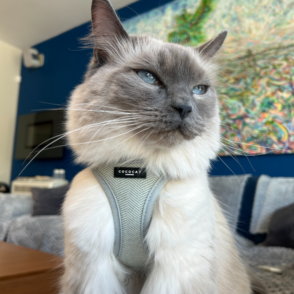 Cat Harness - Sage Tweed