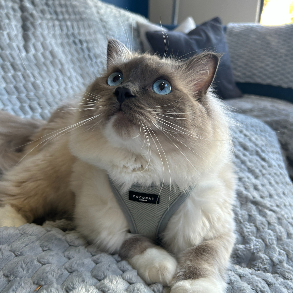 Cat Harness - Sage Tweed