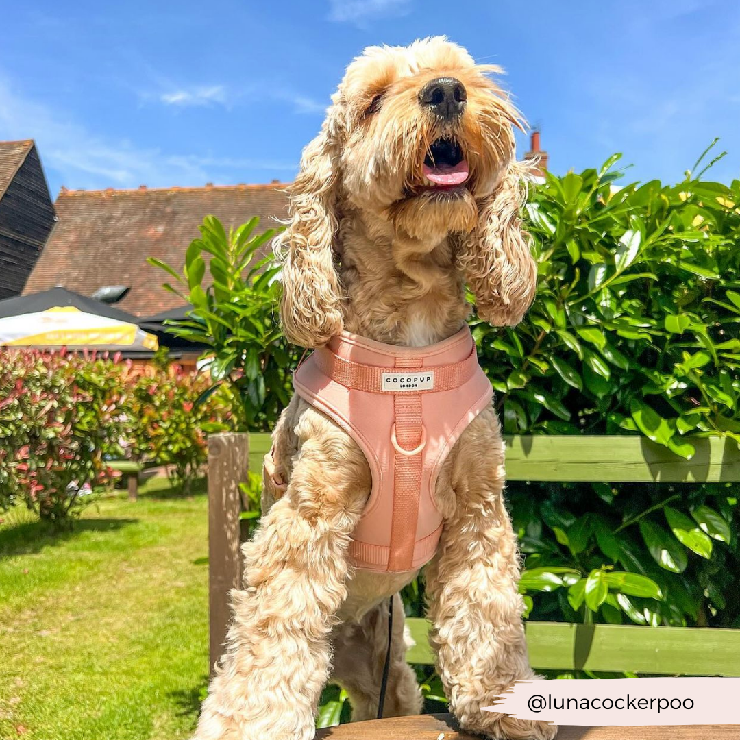 NAKD Adjustable Neck Harness - Peach Floof