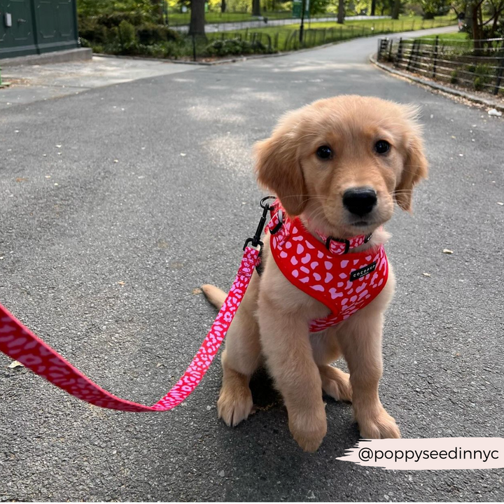 A golden retriever puppy sits on a paved path in a park, wearing the Red & Pink Leopard Adjustable Neck Harness from Cocopup London. The puppy is attached to the matching lead, completing the look with style. Trees and a fenced area are visible in the background. The Instagram handle @poppyseedinnyc is in the bottom right corner, showcasing Cocopup London's neoprene dog harness collection.