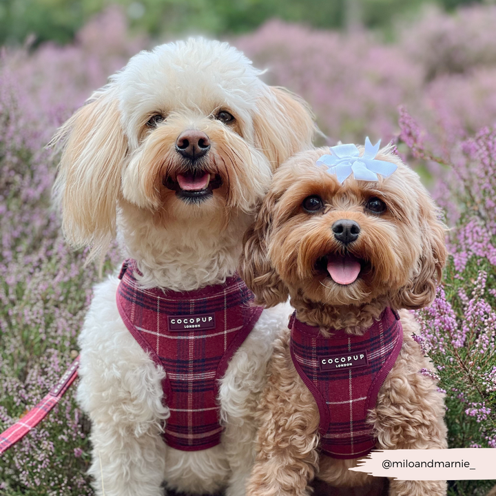 Mulberry Plaid Adjustable Neck HARNESS