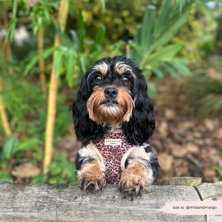 Quilted Leopard Pup Adjustable Neck Harness