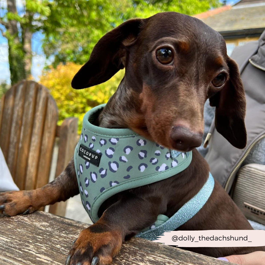 A brown dachshund, sporting an adjustable neck harness from Cocopup London's Sage Leopard Collection, rests its front paws on a wooden table. The dog has a curious look on its face and is outdoors with greenery in the background. The handle "@dolly_thedachshund_" appears in the bottom right corner.