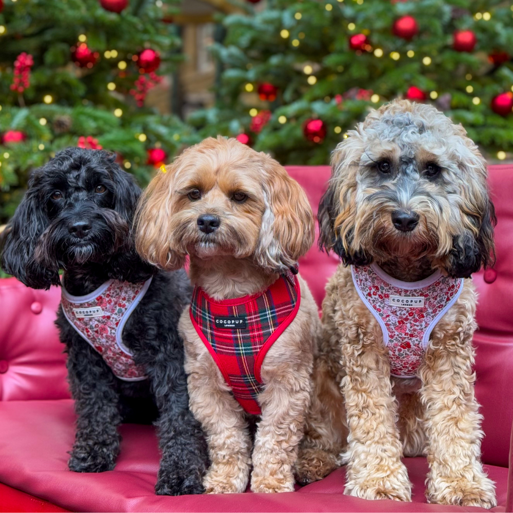 Tartan Adjustable Neck Harness, Lead & Collar Bundle