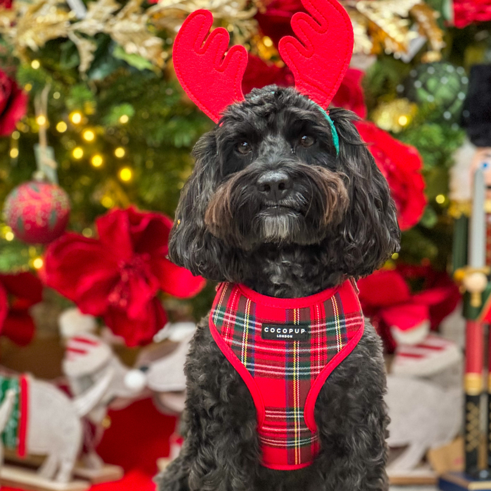 Tartan Adjustable Neck Harness