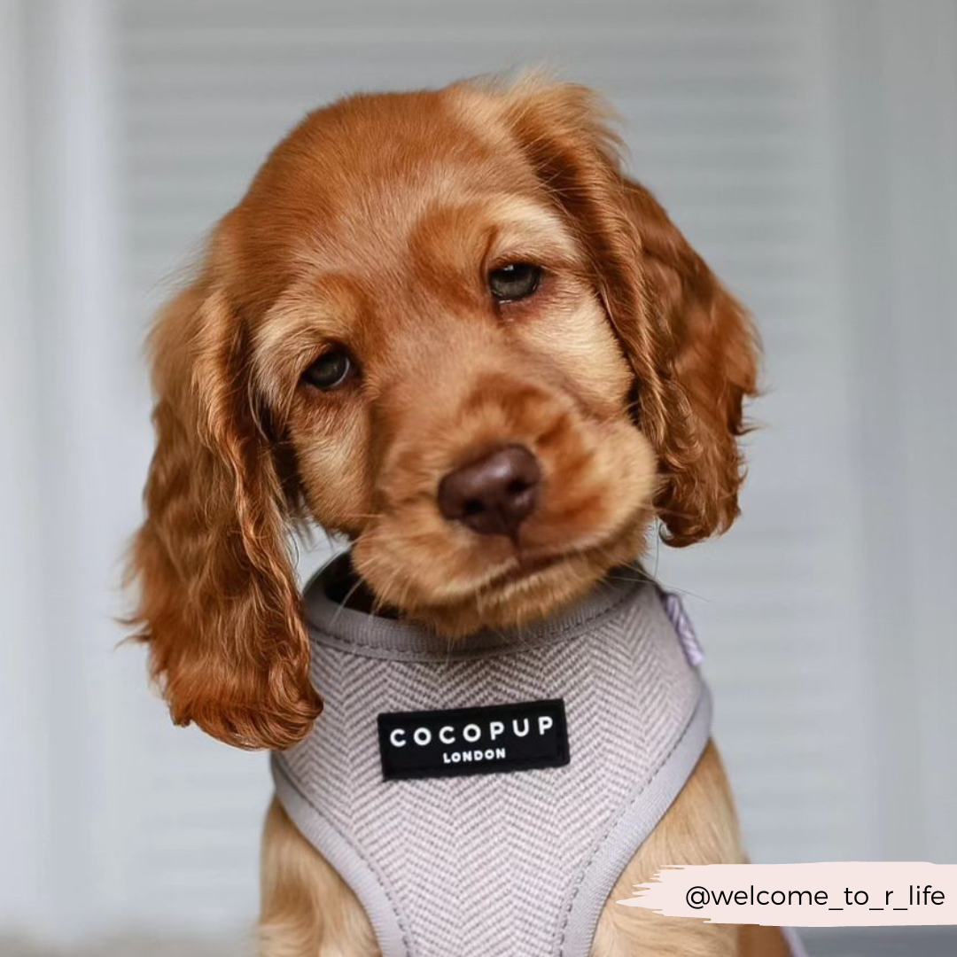 Brown Tweed Adjustable Neck Harness, Lead & Collar Bundle