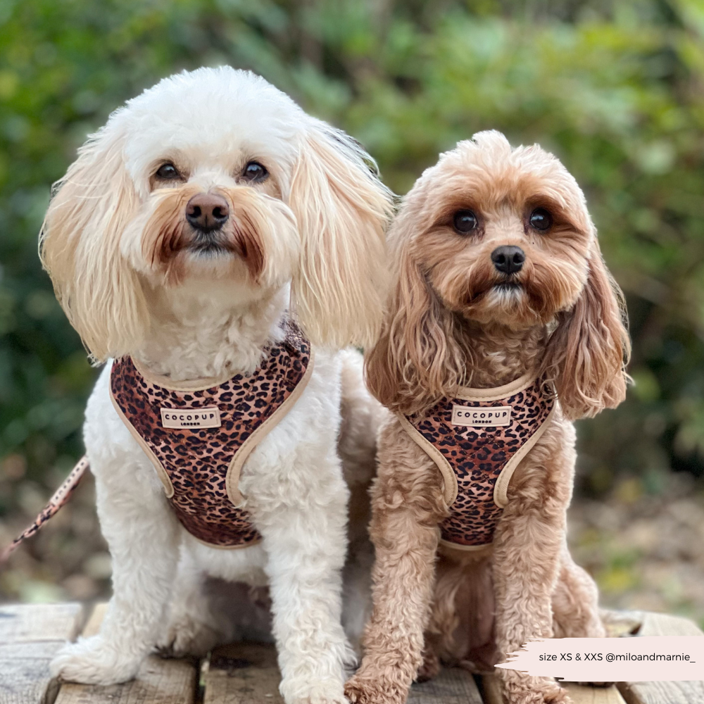 Quilted Leopard Pup Adjustable Neck Harness