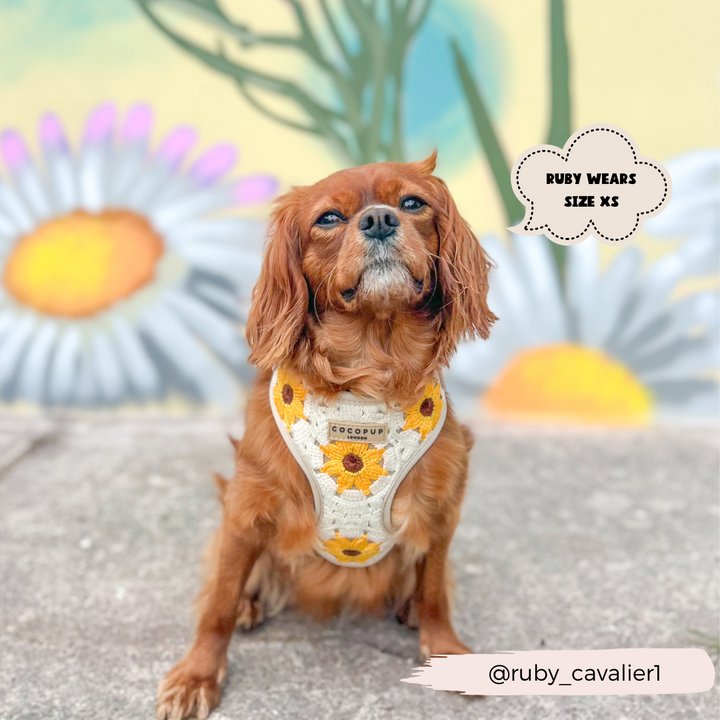 A small brown dog, donning a stylish Cocopup London Sunflower Patch Adjustable Neck Harness, sits on a sidewalk with a colorful mural of daisies in the background. The text on the image reads, "Ruby wears size XS" and "@ruby_cavalier1.