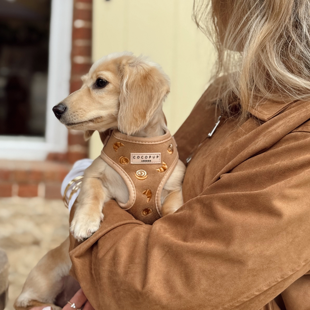 Pawtisserie Adjustable Neck Harness, Lead & Collar Bundle