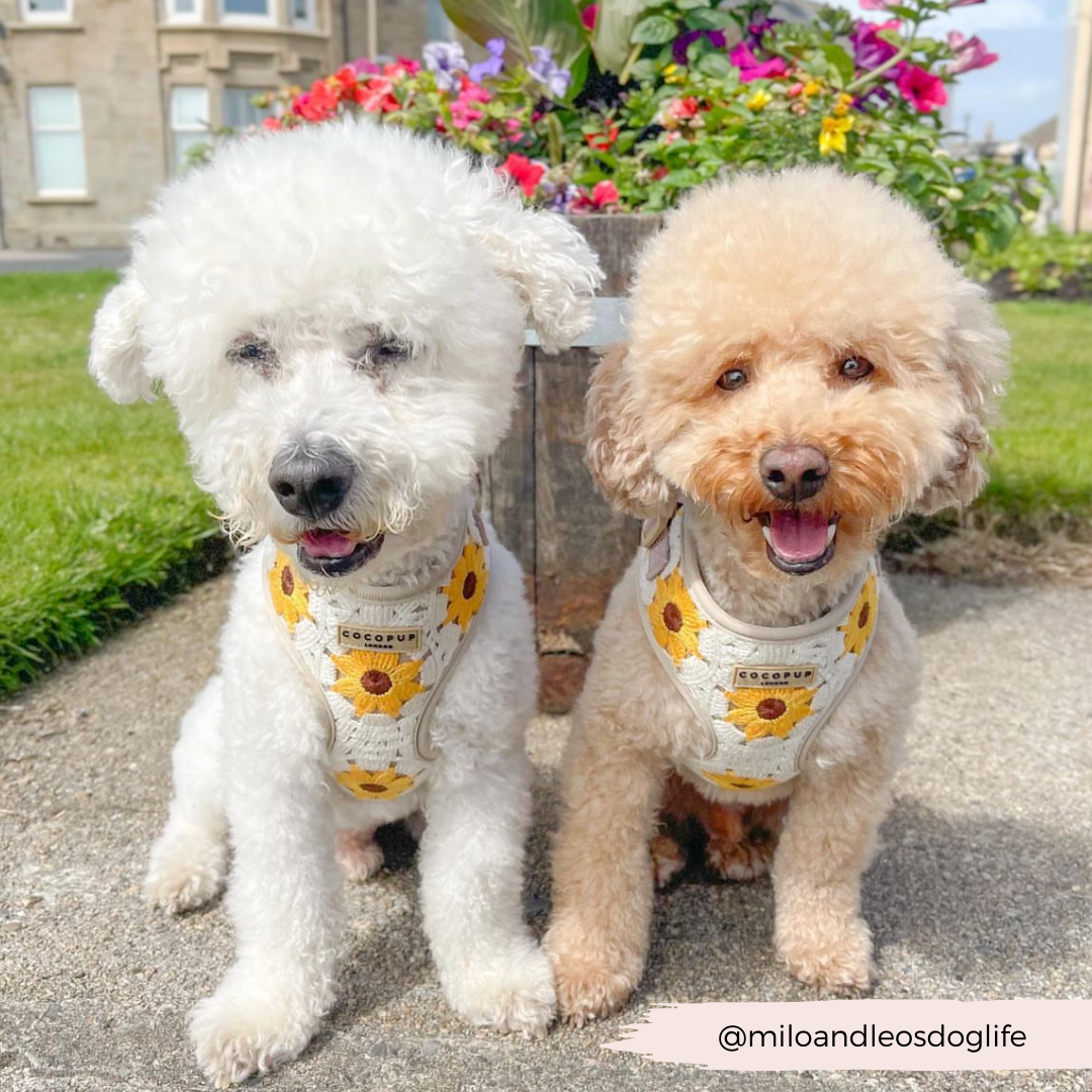 Two fluffy dogs are sitting side by side on a sidewalk in front of a barrel planter filled with colorful flowers. Both dogs sport Cocopup London's Sunflower Patch Adjustable Neck Harness, Lead & Collar Bundle. The dog on the left has white fur, while the dog on the right has light brown fur, ready for their daily walk.