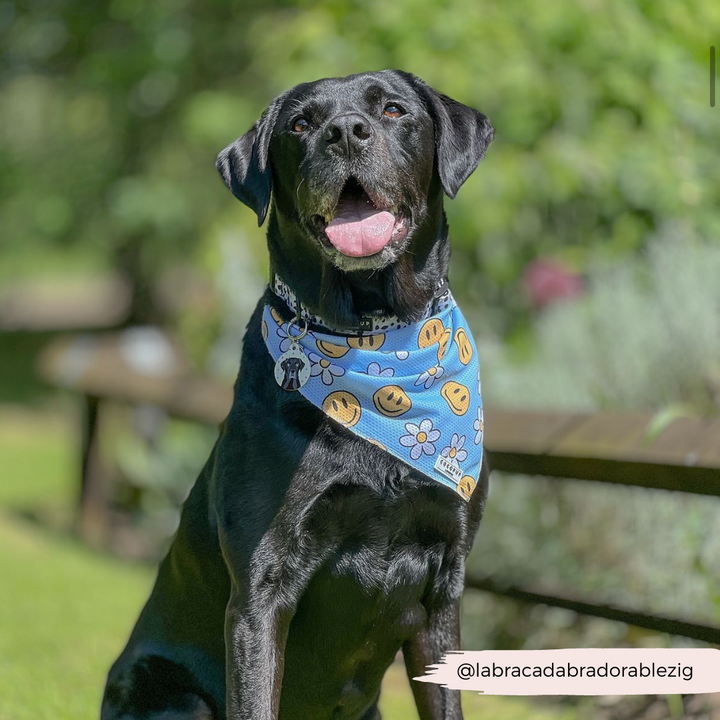 A happy black Labrador Retriever sits outdoors wearing a playful Smiley Pawty Tent Bandana from Cocopup London, adorned with smiley faces and flowers. The background is green and leafy, suggesting a park or garden setting. The dog appears to be smiling with its tongue out. Text on the image reads @labracadabradorablezig.