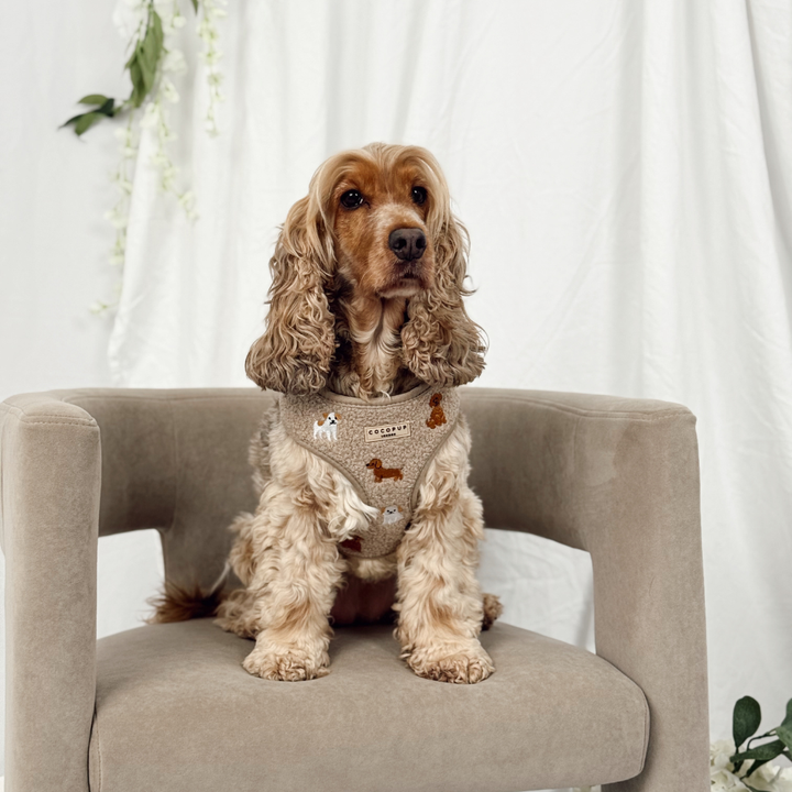 Ralph & Friends Mocha Teddy Adjustable Neck Harness, Lead & Collar Bundle