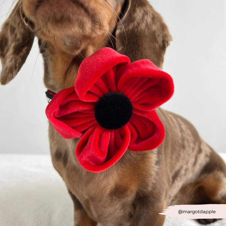 Poppy Collar Flower